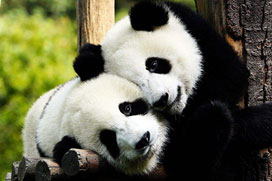 Giant pandas, Chengdu